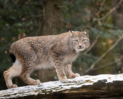 Bayerwald-Tierpark Lohberg