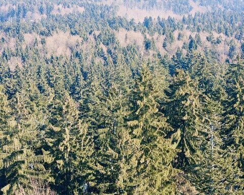 Nationalpark Bayerischer Wald