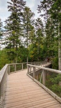 Sankt-Englmar_highlight_WaldWipfelWeg.jpg Sankt-Englmar_highlight_WaldWipfelWeg.jpg