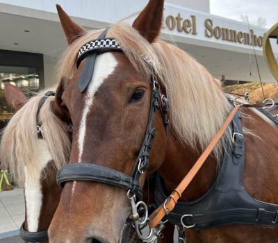 Pferdekutschenfahrt im Hotel Sonnenhof